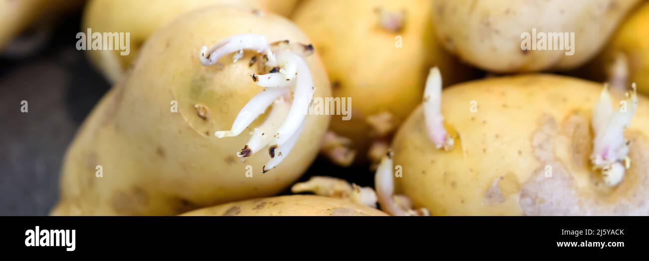 Sprouted potatoes. Macro shot of seed potatoes with sprouts. root crops