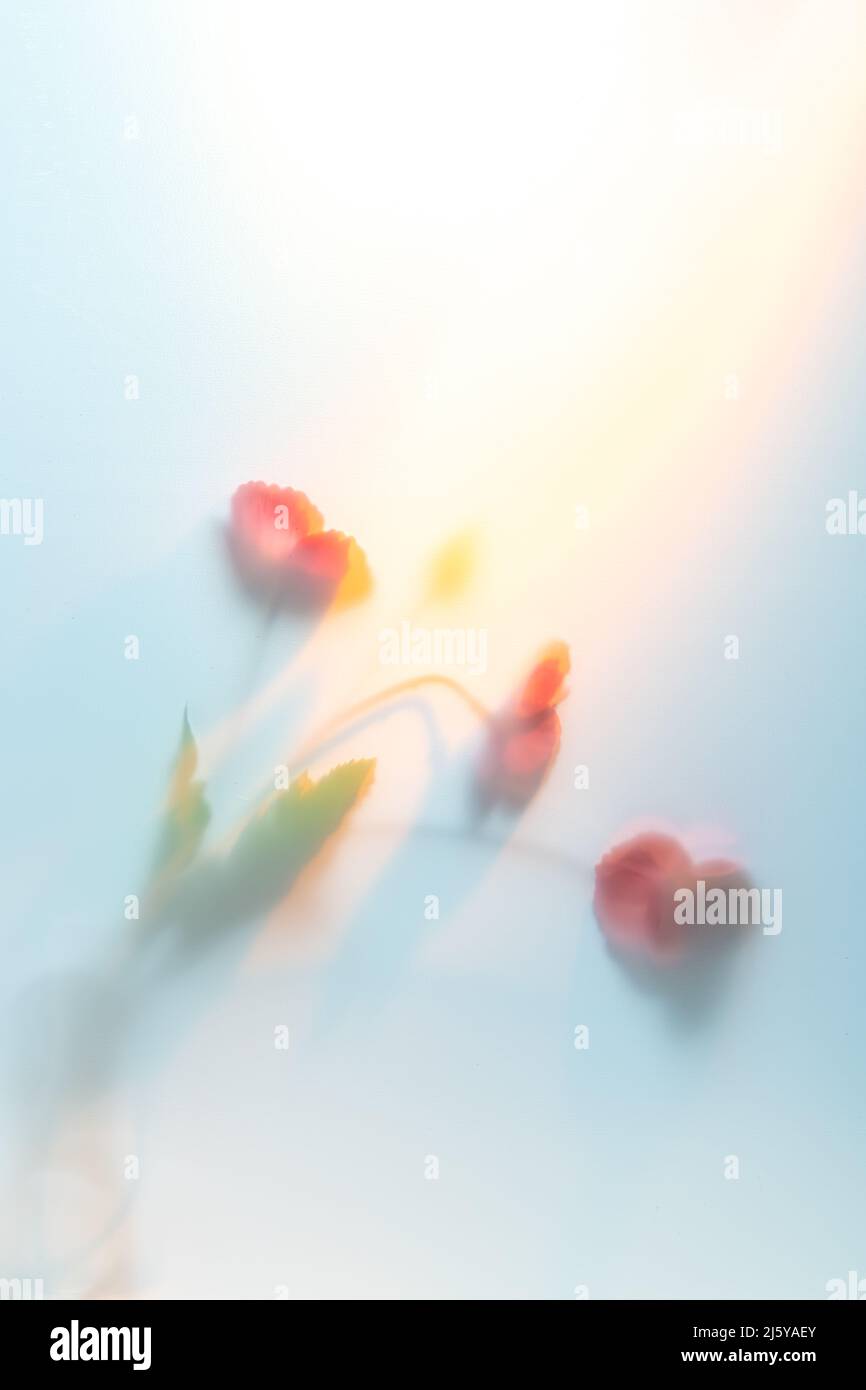 delicate flowers behind the veil. sunlight, sunshine Stock Photo