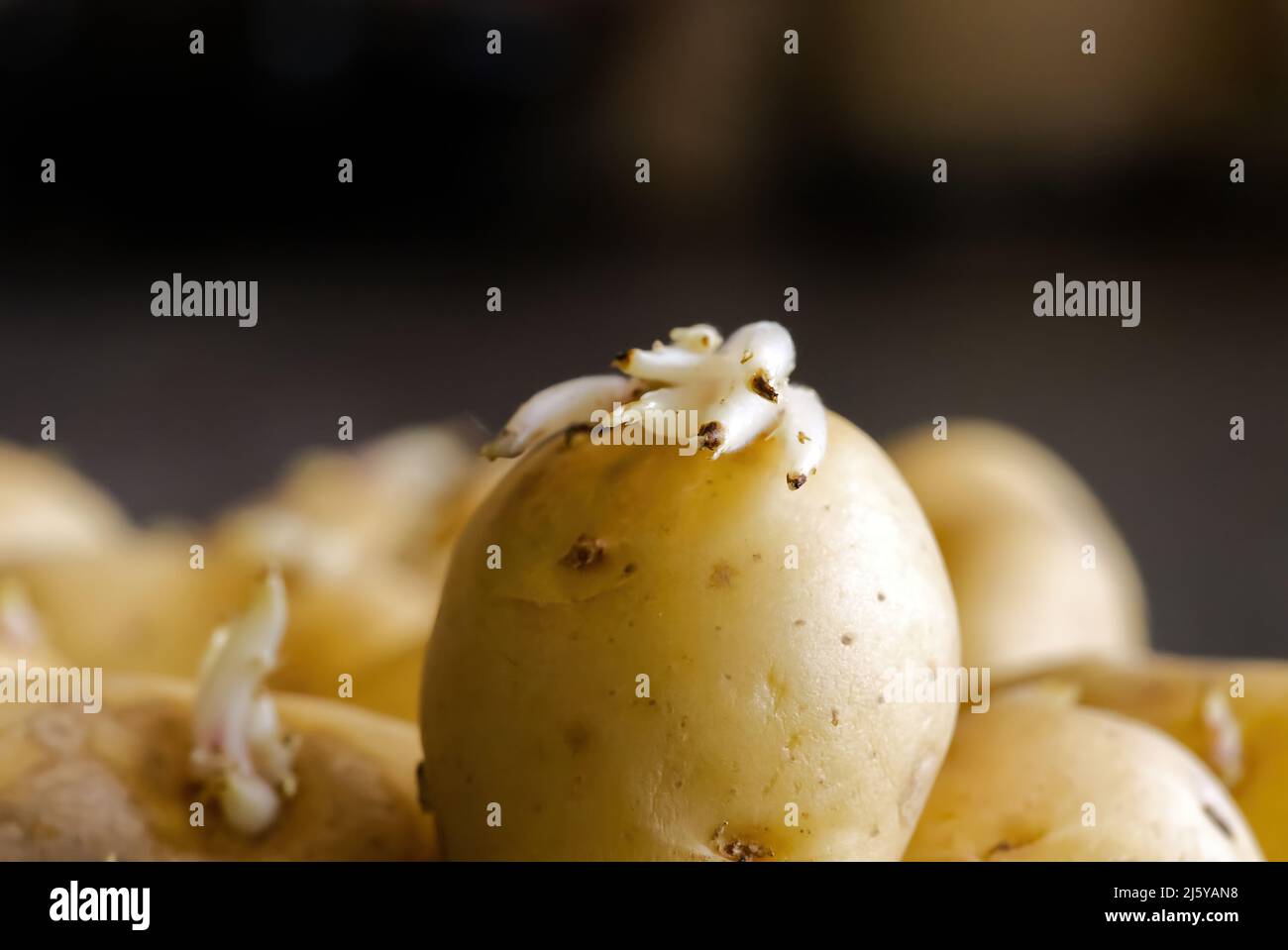 Sprouted potatoes. Macro shot of seed potatoes with sprouts. root crops