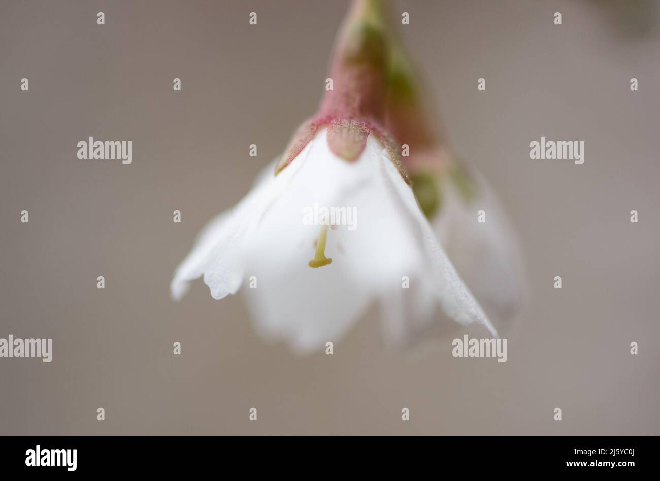 Cherry plum blossom, Chipping, Preston, Lancashire, UK Stock Photo