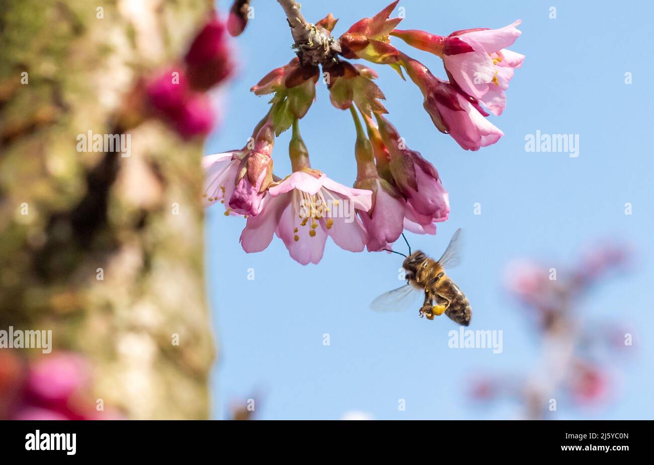 A honey bee and Japanese flowering cherry blossom, Chipping, Preston, Lancashire, UK Stock Photo