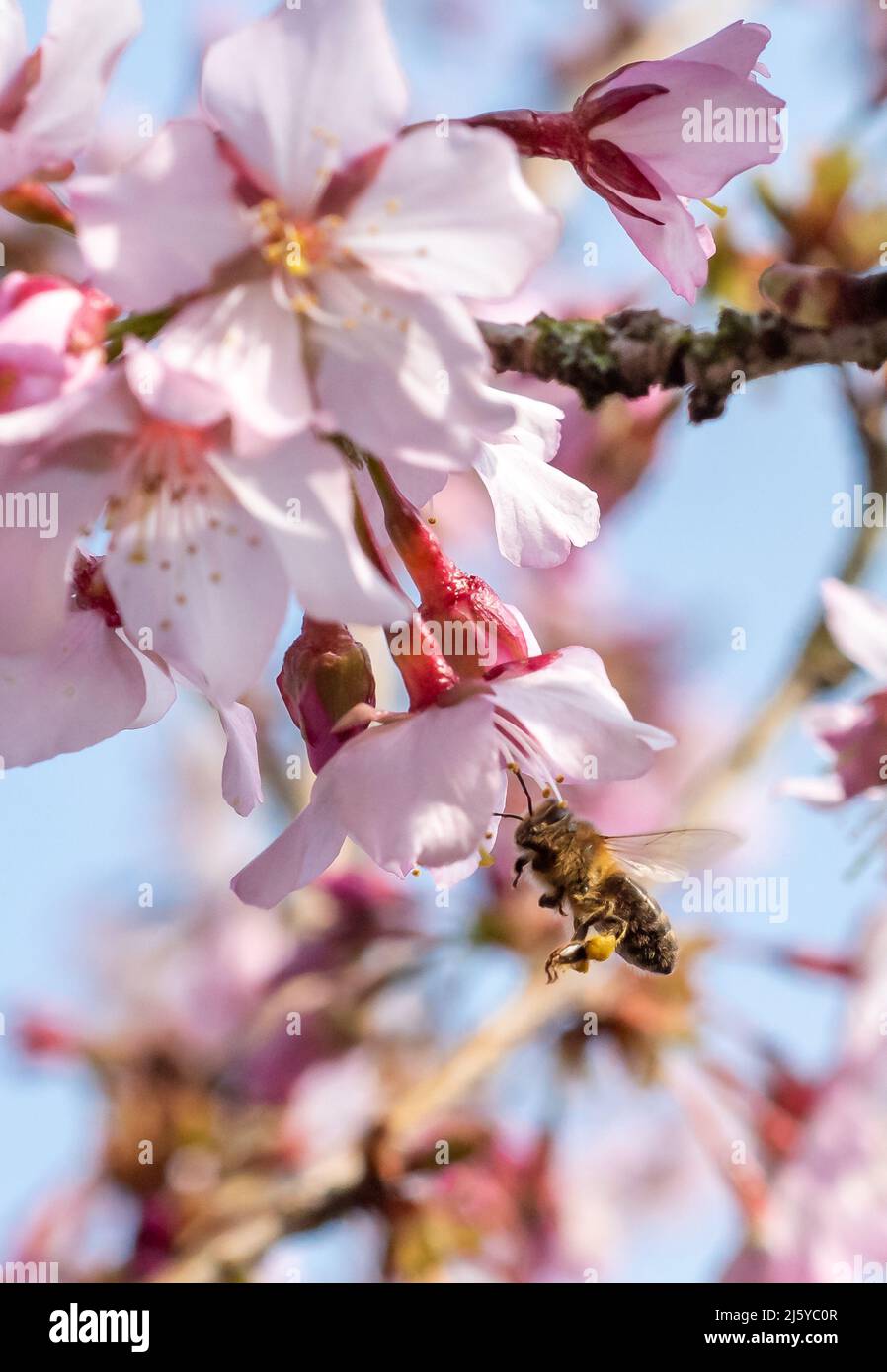 A honey bee and Japanese flowering cherry blossom, Chipping, Preston, Lancashire, UK Stock Photo