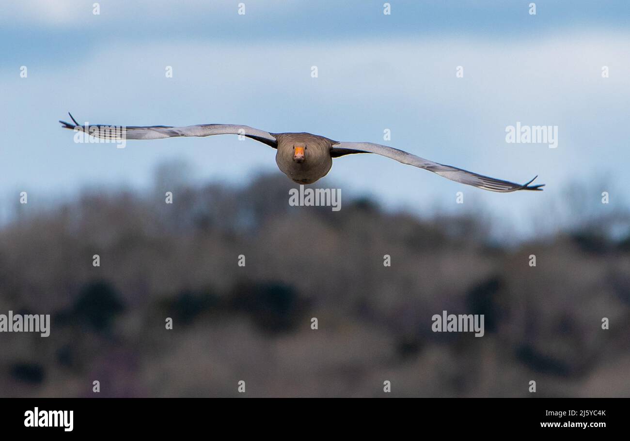 A Greylag goose flying, Silverdale, Carnforth, Lancashire, UK Stock Photo