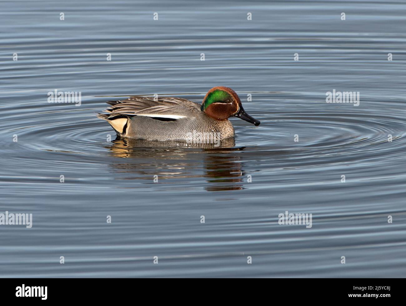 A Green-winged Teal, Silverdale, Carnforth, Lancashire, UK Stock Photo