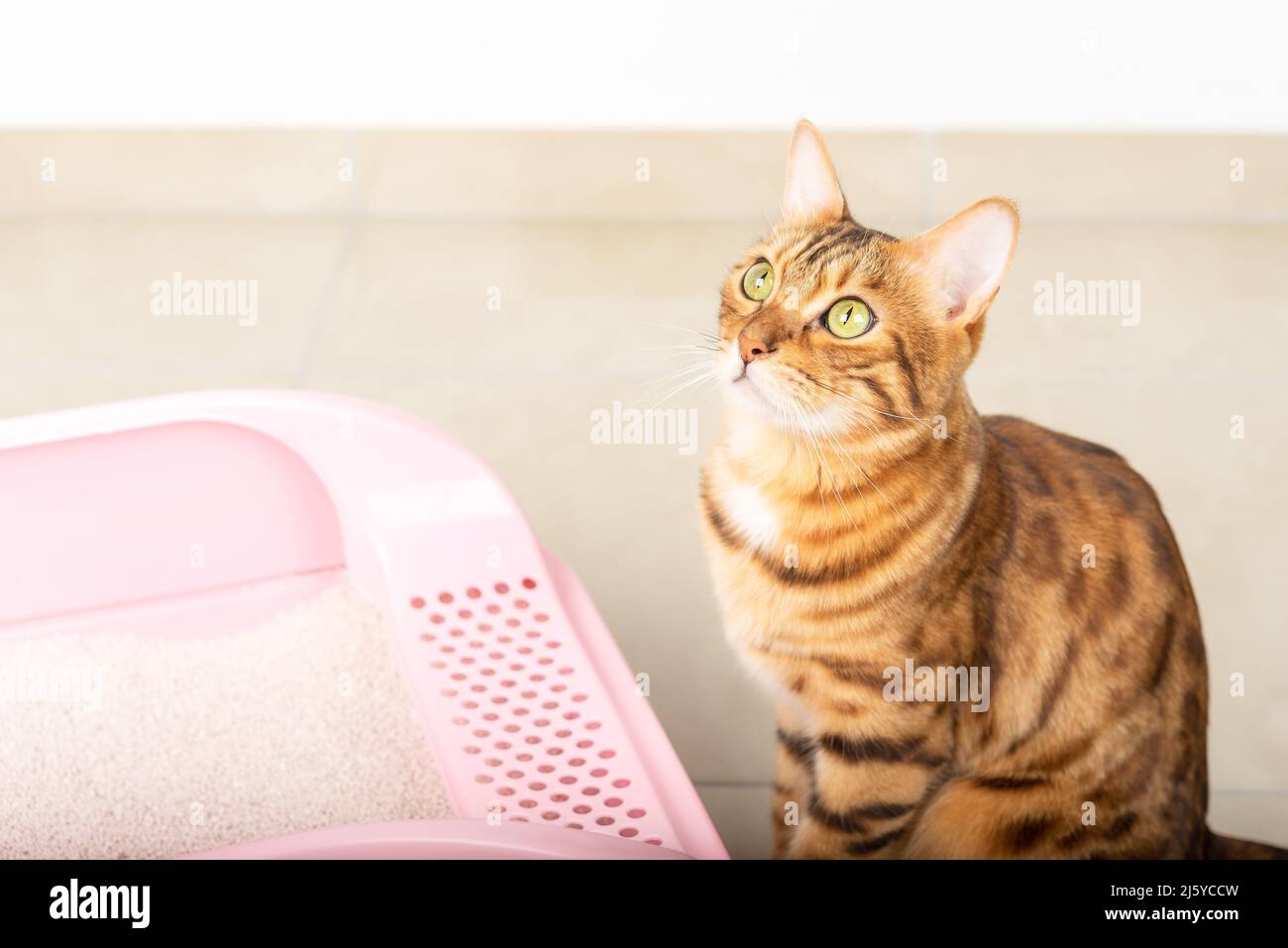 A tray with clumping litter and a Bengal cat in the room Stock Photo