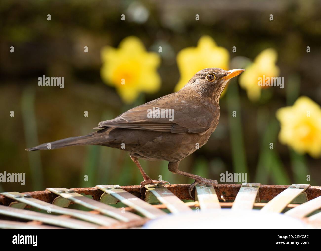 A female Blackbird in a garden, Chipping, Preston, Lancashire, UK Stock Photo