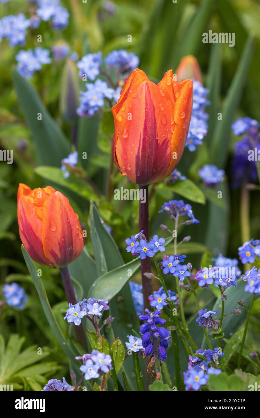 orange Tulips Princess Irene and forget me not flowers in garden Stock Photo