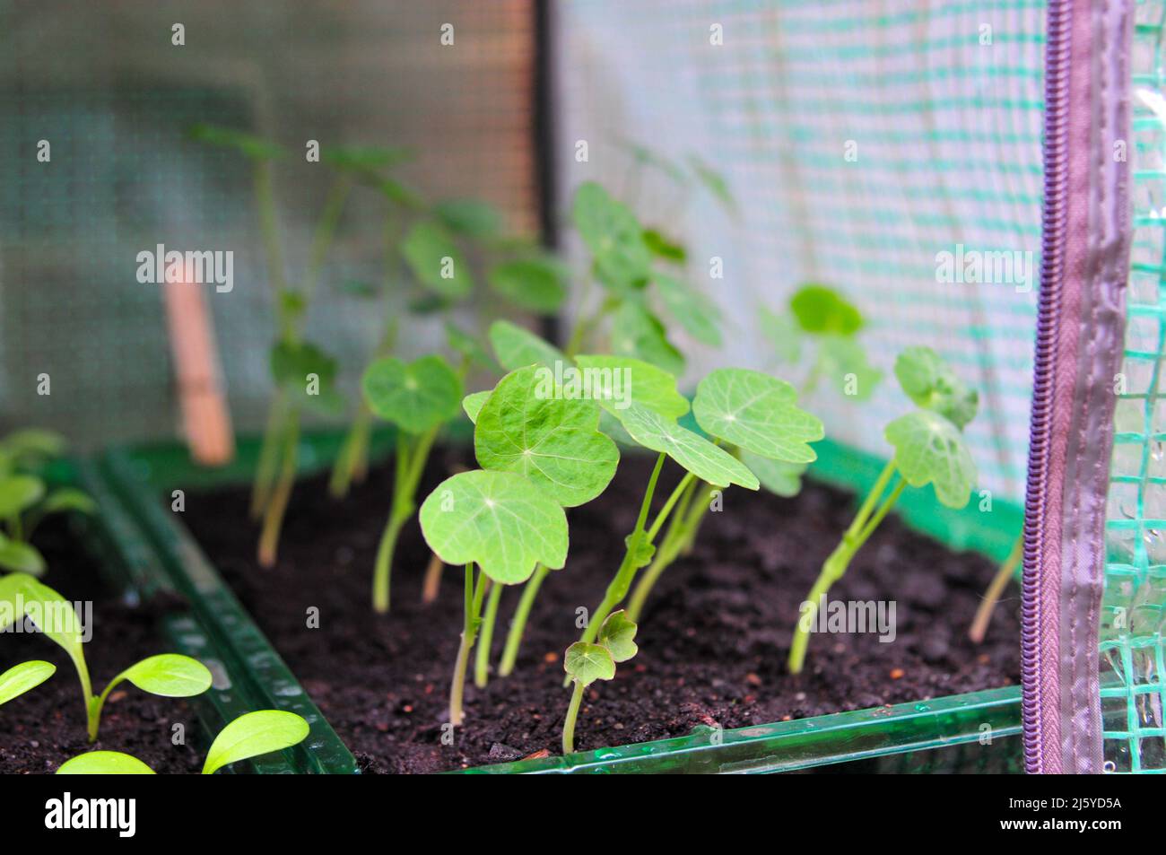 Young nasturtiums seedlings grow in a mini greenhouse in green