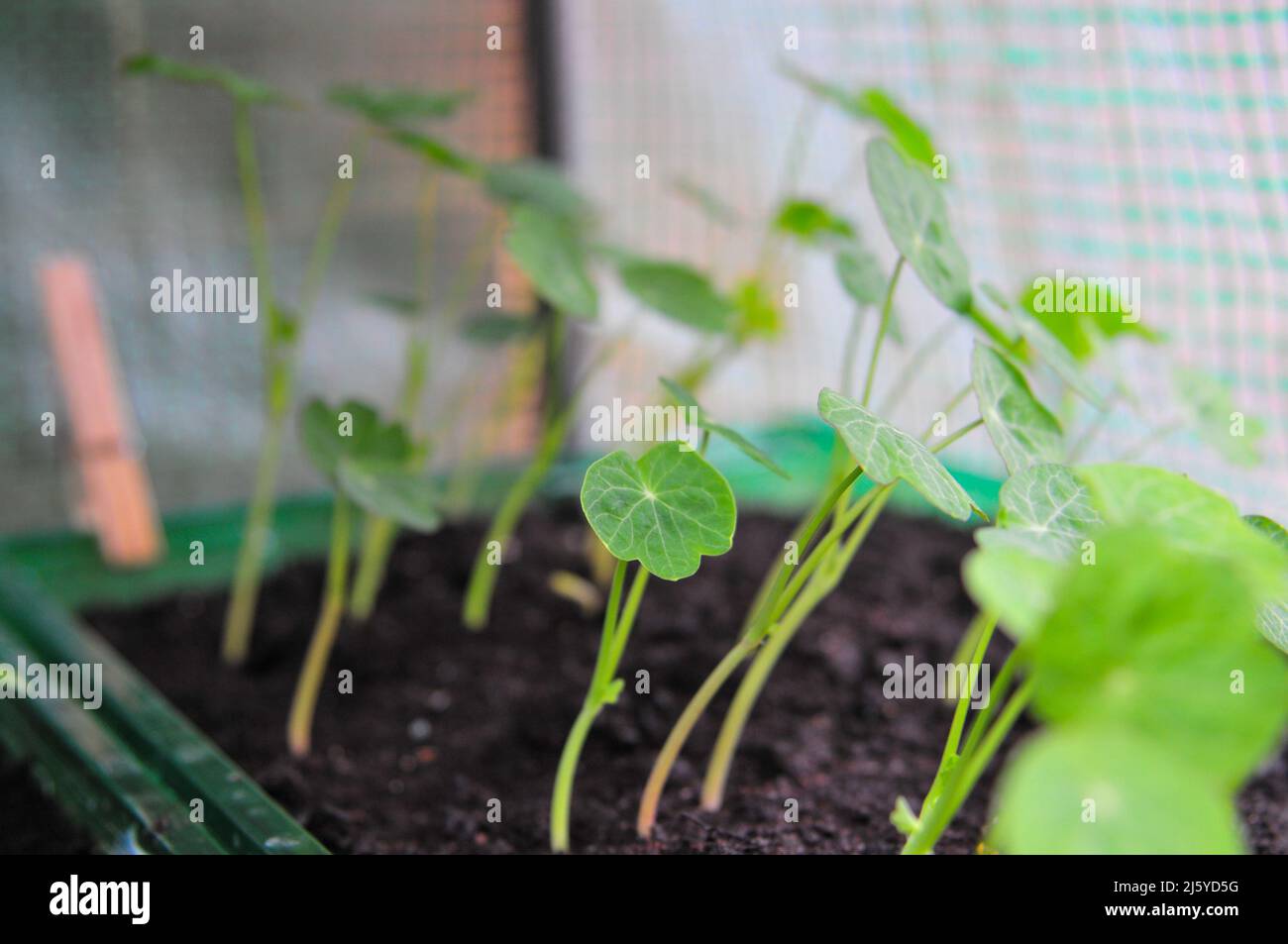 Young nasturtiums seedlings grow in a mini greenhouse in green