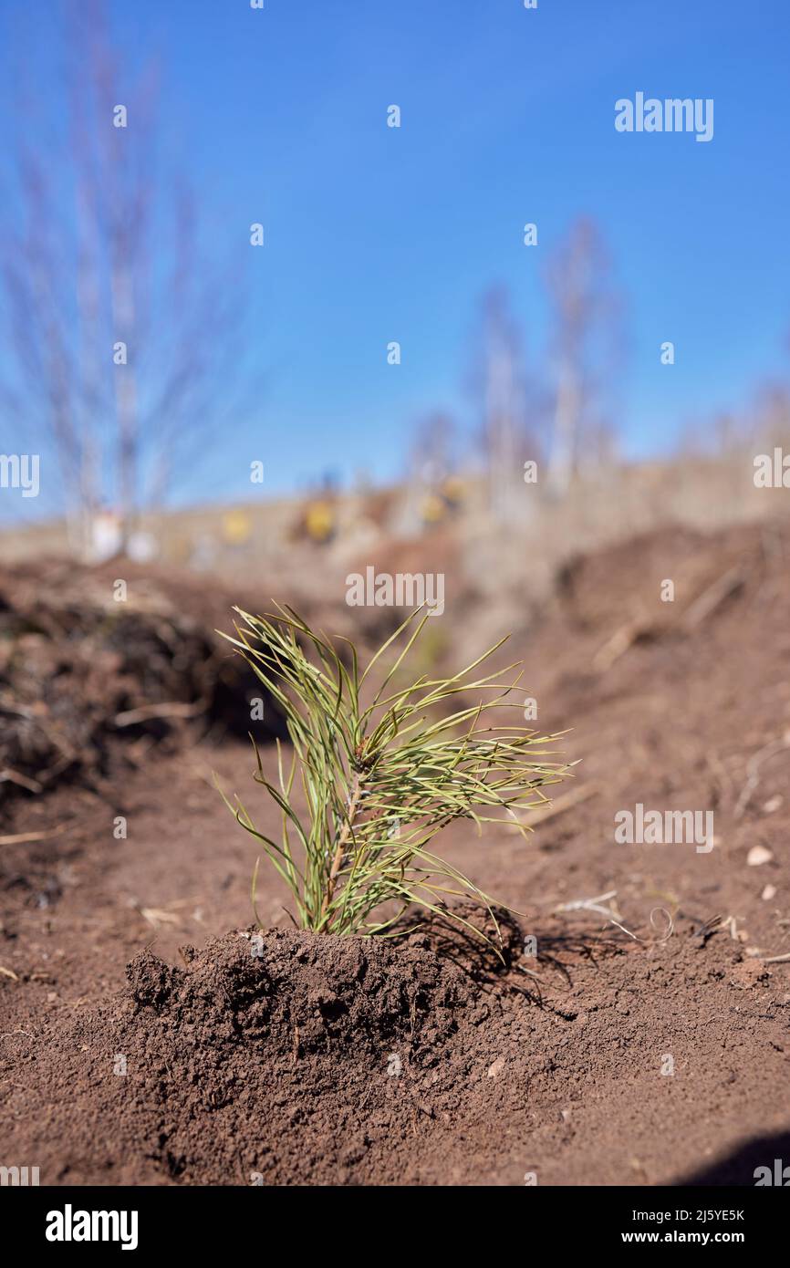 Afforestation and regrow forests. Young pine planted regrowth on plot