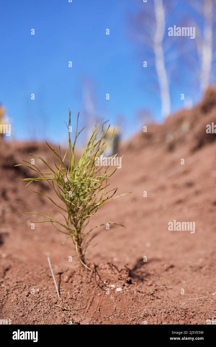 Afforestation and regrow forests. Young pine planted regrowth on plot