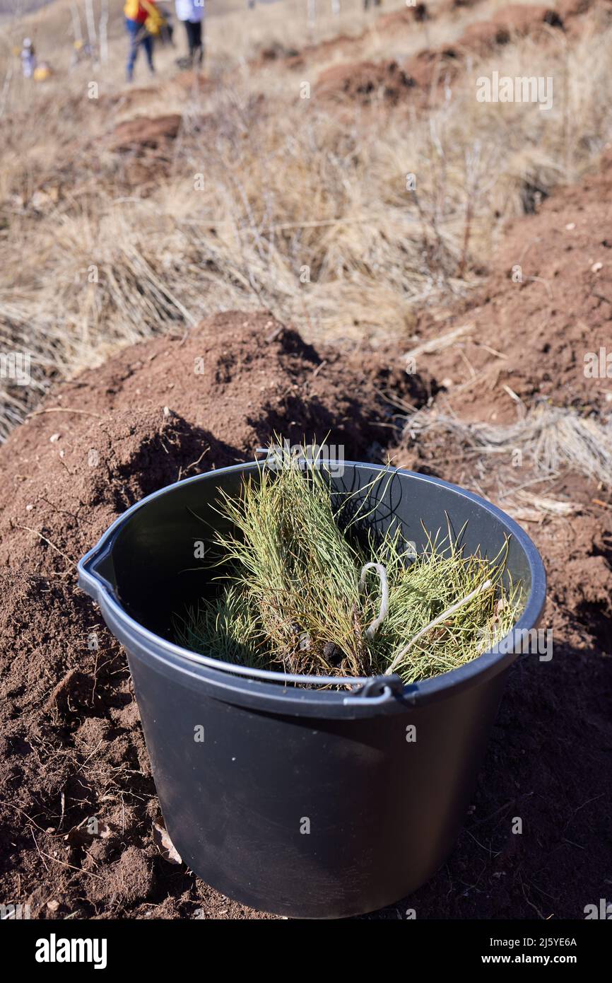 Saplings of pine, spruce, fir and other coniferous trees in pots in