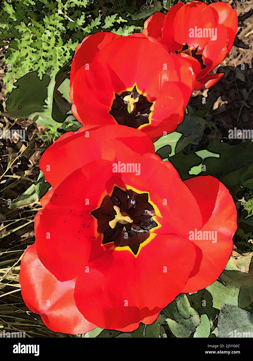 Artwork red open tulip Spring-blooming perennial herbaceous bulbiferous geophytes. Genus Tulipa Tulip flowers open & close in response to heat & light Stock Photo