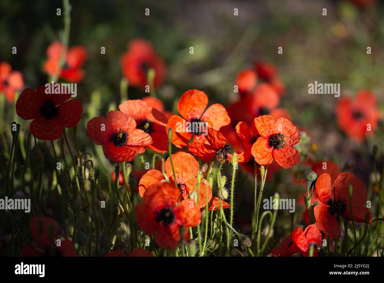 Red poppies flowers in Turkey, Datcha. Mediterranean primrose. Papaver argemone known also as long pricklyhead poppy, prickly poppy and pale poppy Stock Photo