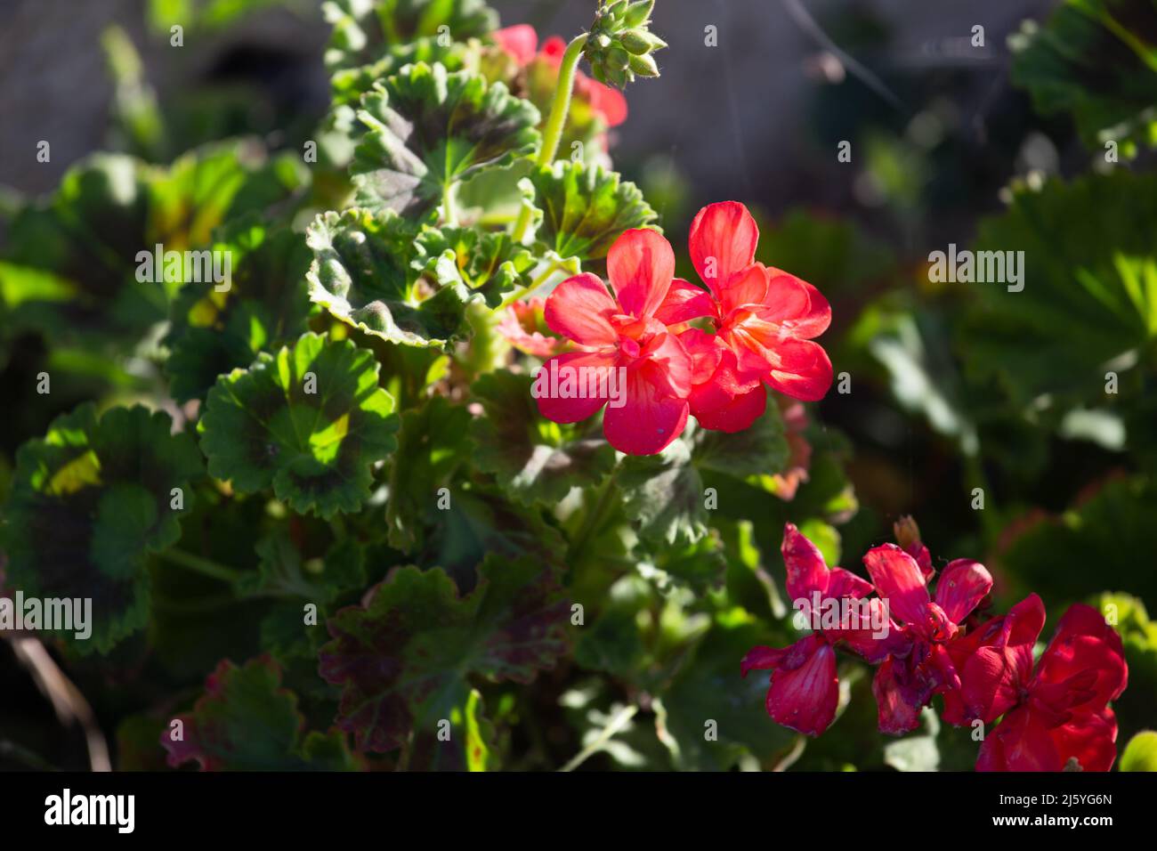 Red geraniums, also known as cranesbill outside in the garden in sunlight. Pelargonium lateripes Stock Photo