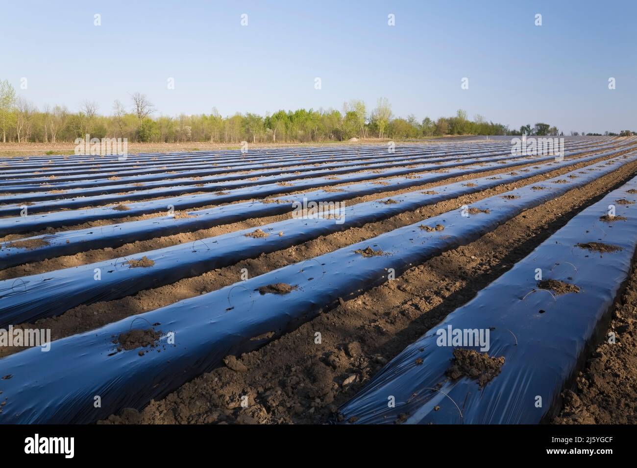 Agricultural field covered with protective sheeting to prevent frost damage to newly planted crops in spring. Stock Photo