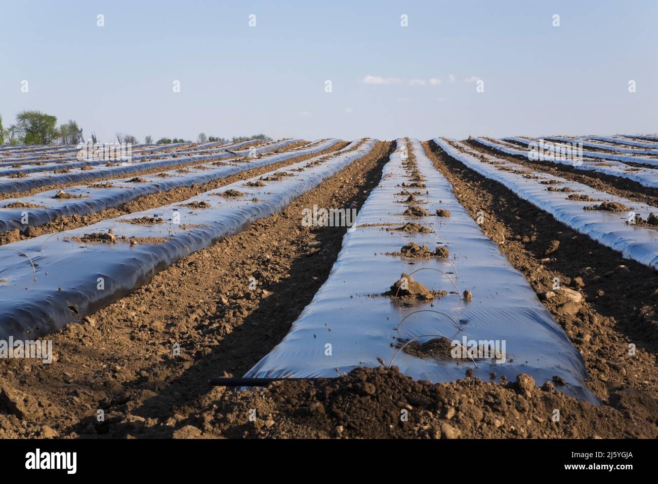 Agricultural field covered with protective sheeting to prevent frost damage to newly planted crops in spring. Stock Photo