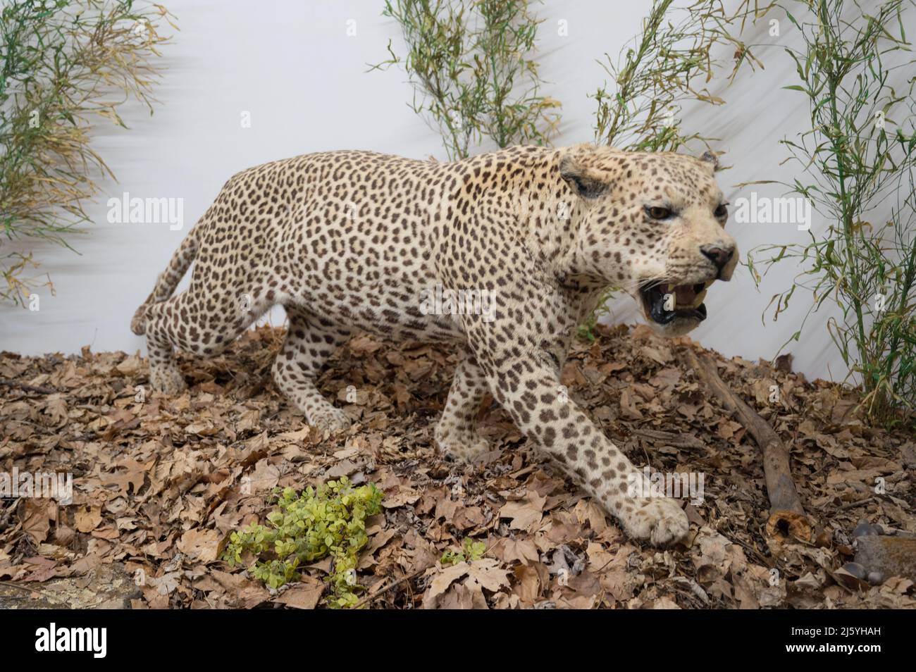 Mammoth Cave Wildlife Museum in Cave City, KY Stock Photo Alamy