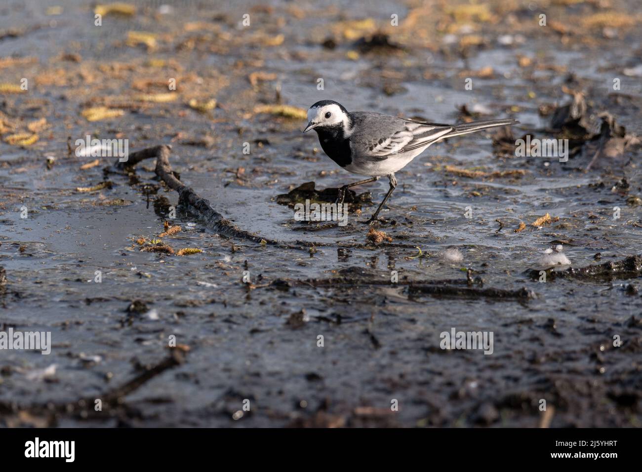 Eine kleine possierliche Stelze hat sich im Stadtpark im Schlamm eines Teiches gezeigt .Die Bachstelze ist die häufigste Stelzenart Stock Photo