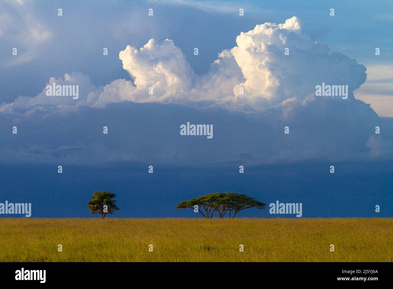 Clouds Over Acacia Trees On The African Savanna, Serengeti National Park, Tanzania Stock Photo