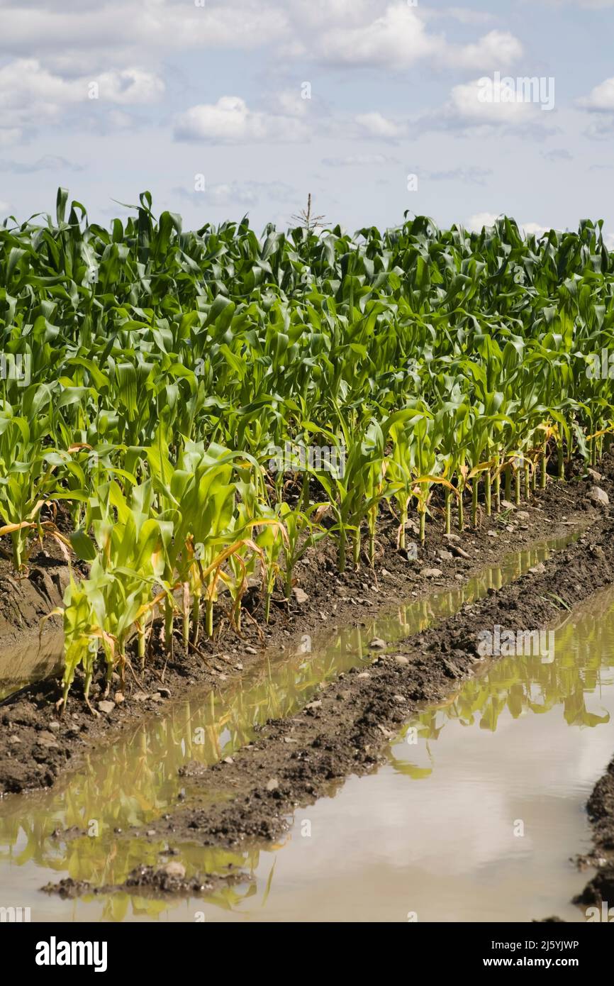 Corn Field flooded with excess rainwater due to the effects of climate ...