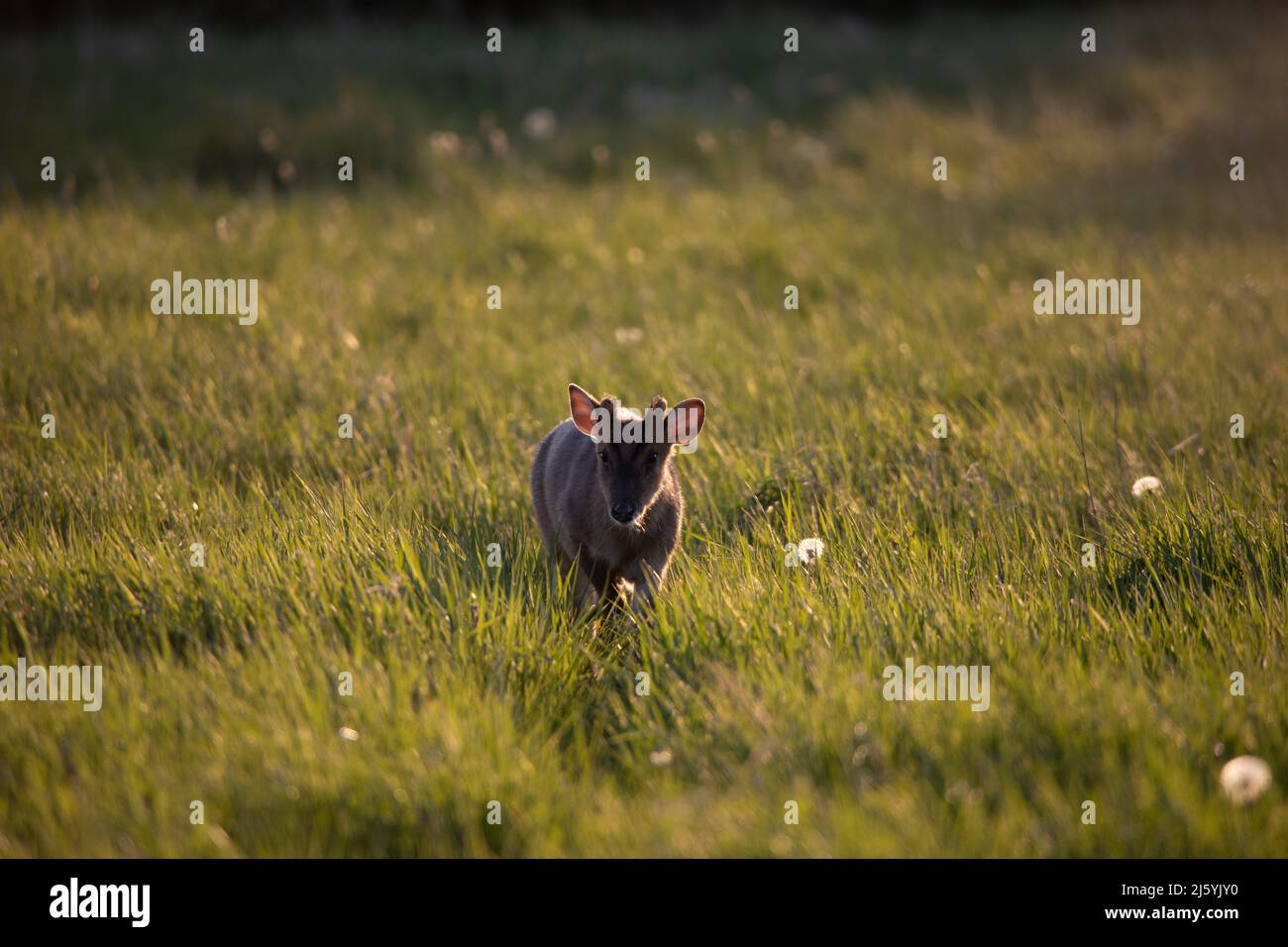Reeves's Muntjac Deer (Muntiacus reevesi Stock Photo Alamy