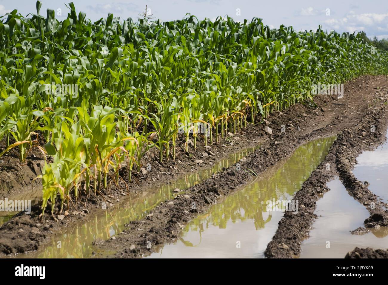 Corn Field flooded with excess rainwater due to the effects of climate ...