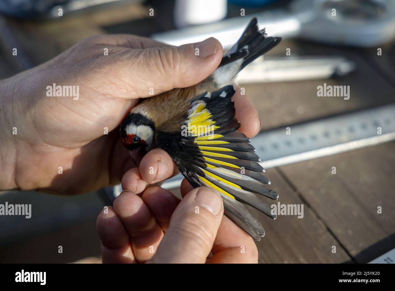17 April 2022, Brandenburg, Schenkenberg: The plumage of a goldfinch (Carduelis carduelis) is checked. A ringing campaign took place in the Rietzer See nature reserve over Easter. The birds are caught with nets, measured, weighed and ringed by trained bird ringers. The nets are continuously checked during the campaign to ensure that the birds are not subjected to unnecessary stress. The data is then entered into a central database at the Hiddensee ringing center. Thanks to the many volunteers in Germany, conclusions can be drawn about the breeding and migration behavior of the songbirds. Photo Stock Photo