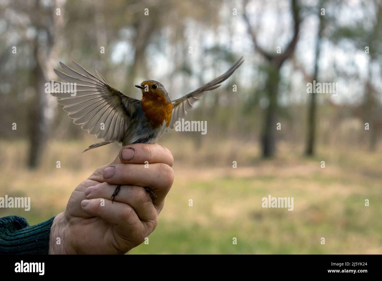 17 April 2022, Brandenburg, Schenkenberg: A robin (Erithacus rubecula)  shortly before release after ringing. A ringing campaign took place in the  Rietzer See nature reserve over Easter. The birds are caught with