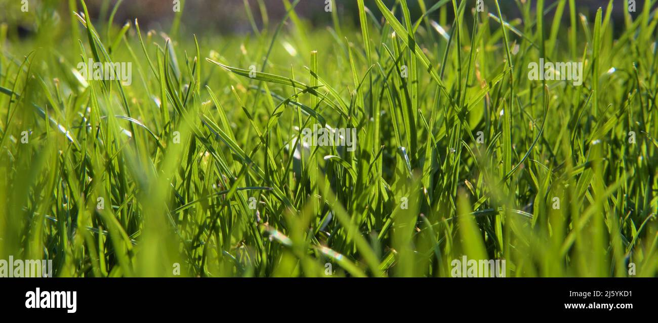 Field green grass macro hi-res stock photography and images - Alamy
