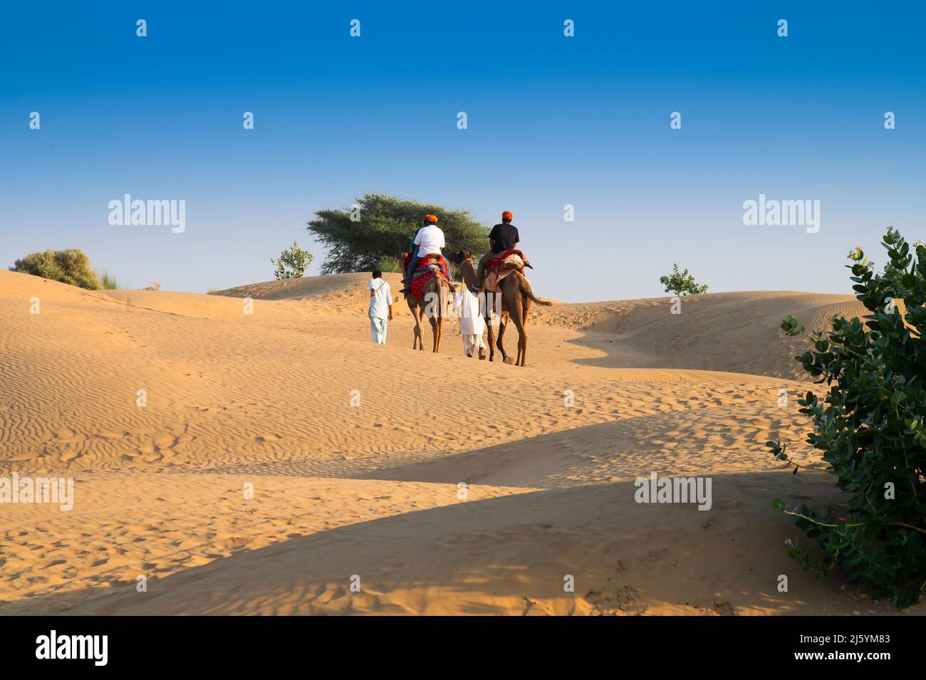Tourists riding camels, Camelus dromedarius, at sand dunes of Thar ...