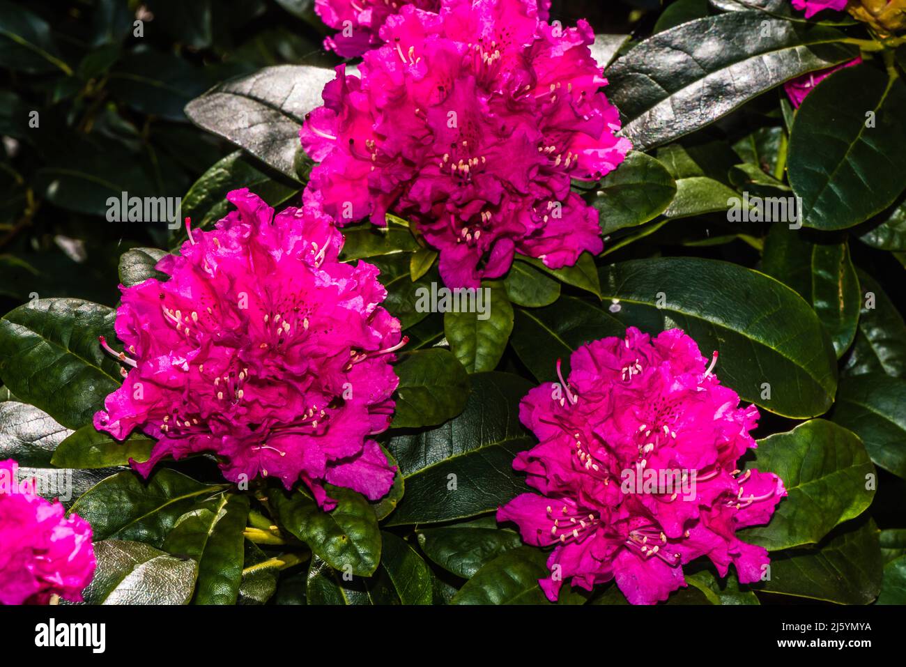 Rhododendron Rocket growing in a Country Garden Stock Photo Alamy