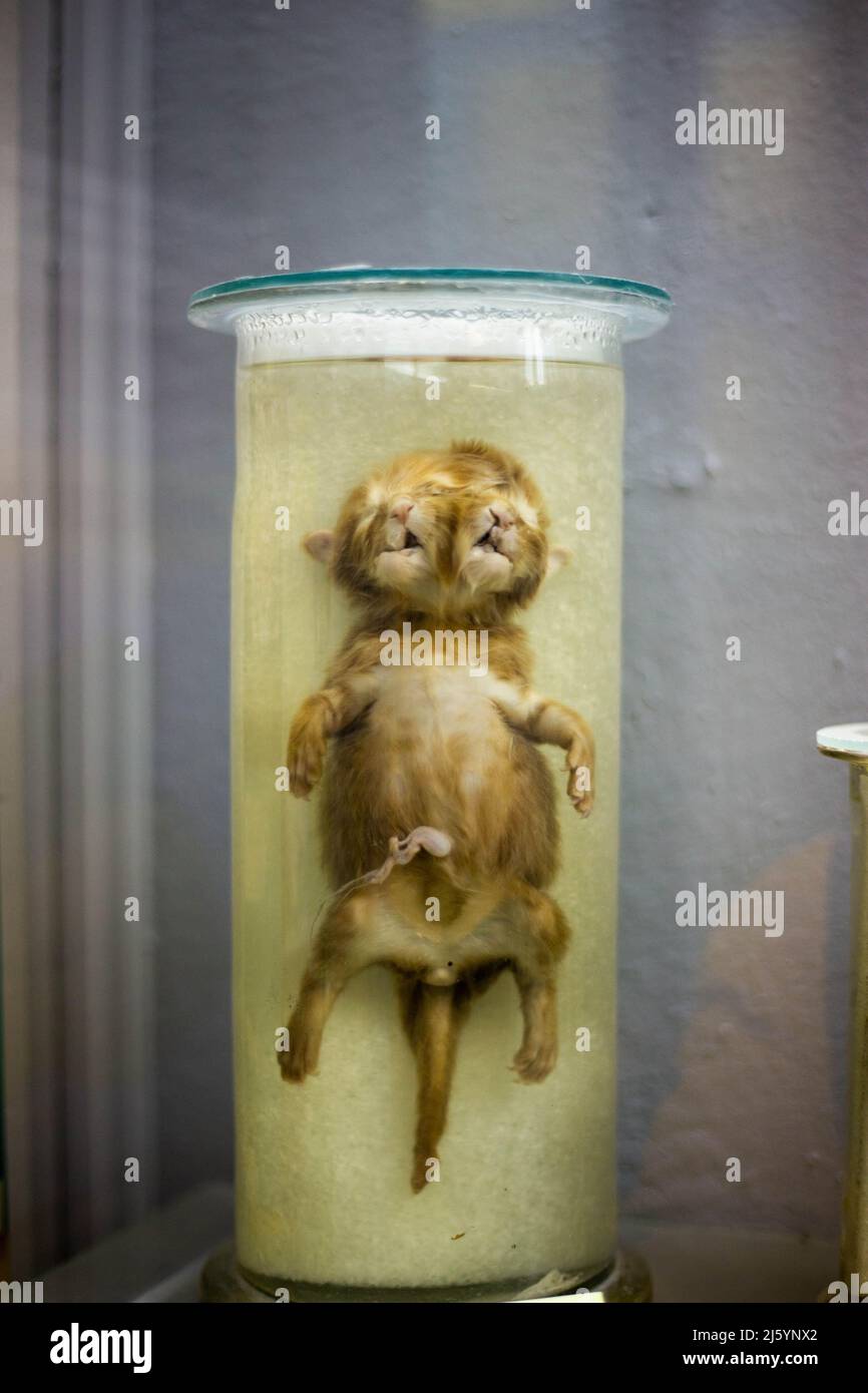 Siamese twins animals cats embalmed in a vessel in the kunstkamera Stock Photo