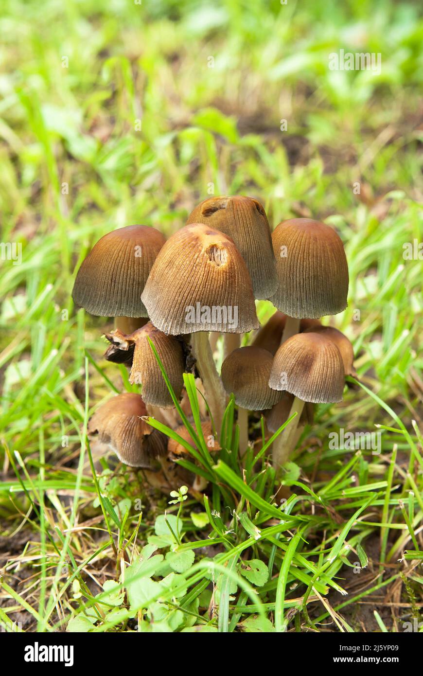Scattered dung (Latin Coprinellus disseminatus) Stock Photo
