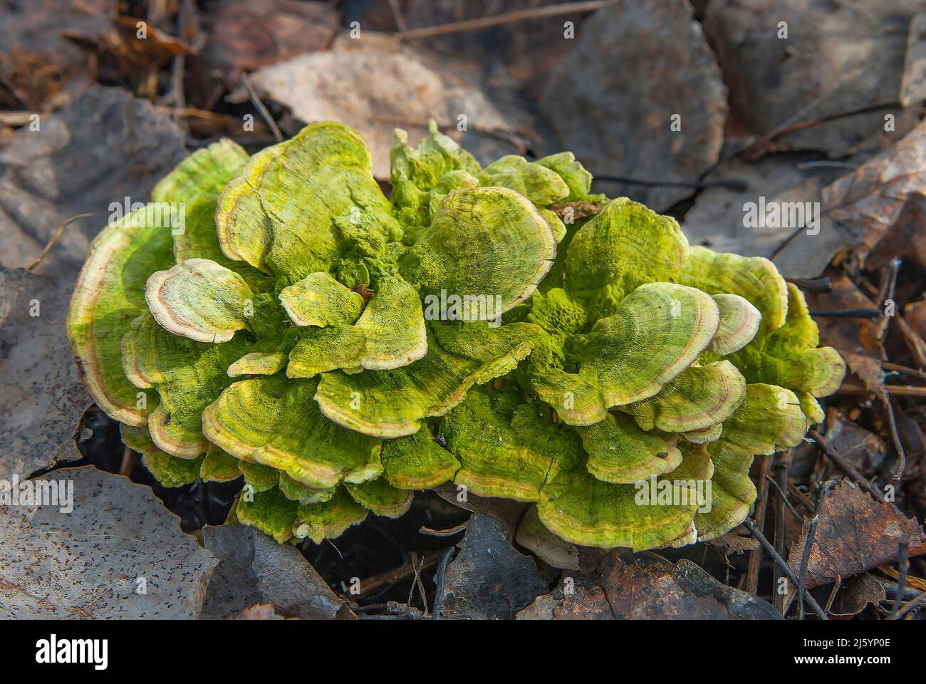 Grifola curly (Latin: Grifola frondosa) he is also a mushroom ram, meitake (maitake), a dancing mushroom. Listed in the Red Book of the Russian Federa Stock Photo