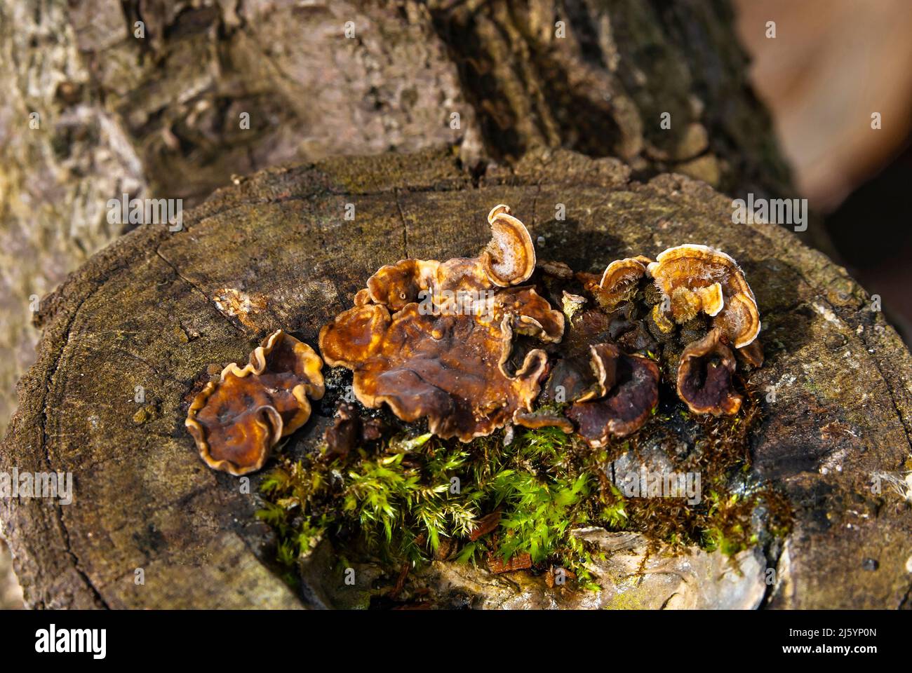 Mushrooms. Stereum hirsutum (Stereum hirsutum) Stock Photo
