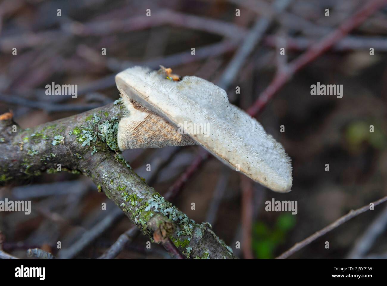 Tinder mushroom - Trametes humpback (Latin Trametes Stock Photo