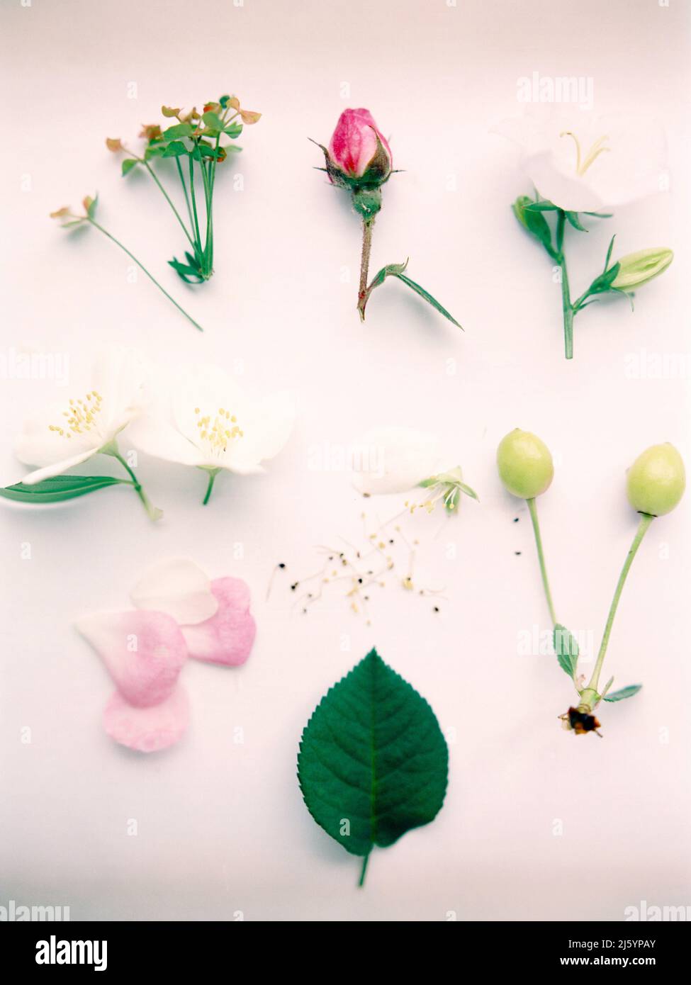 Set of natural summer flowers and leaves on pink background, spring ...