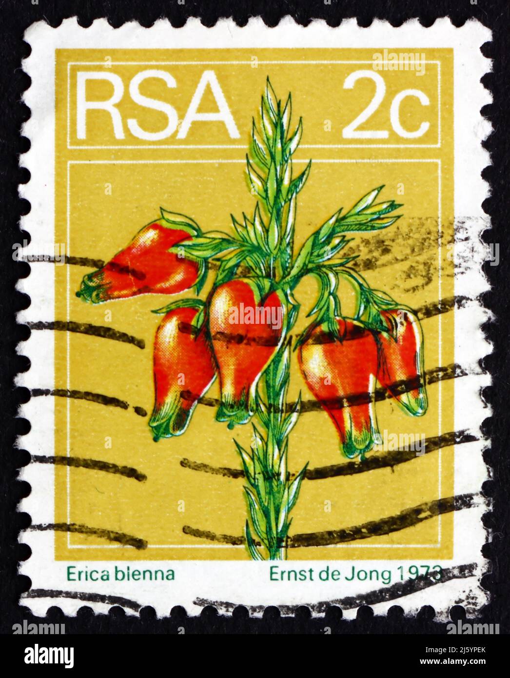 SOUTH AFRICA - CIRCA 1974: a stamp printed in South Africa shows Heather, Erica Blenna, Flowering Shrub, circa 1974 Stock Photo