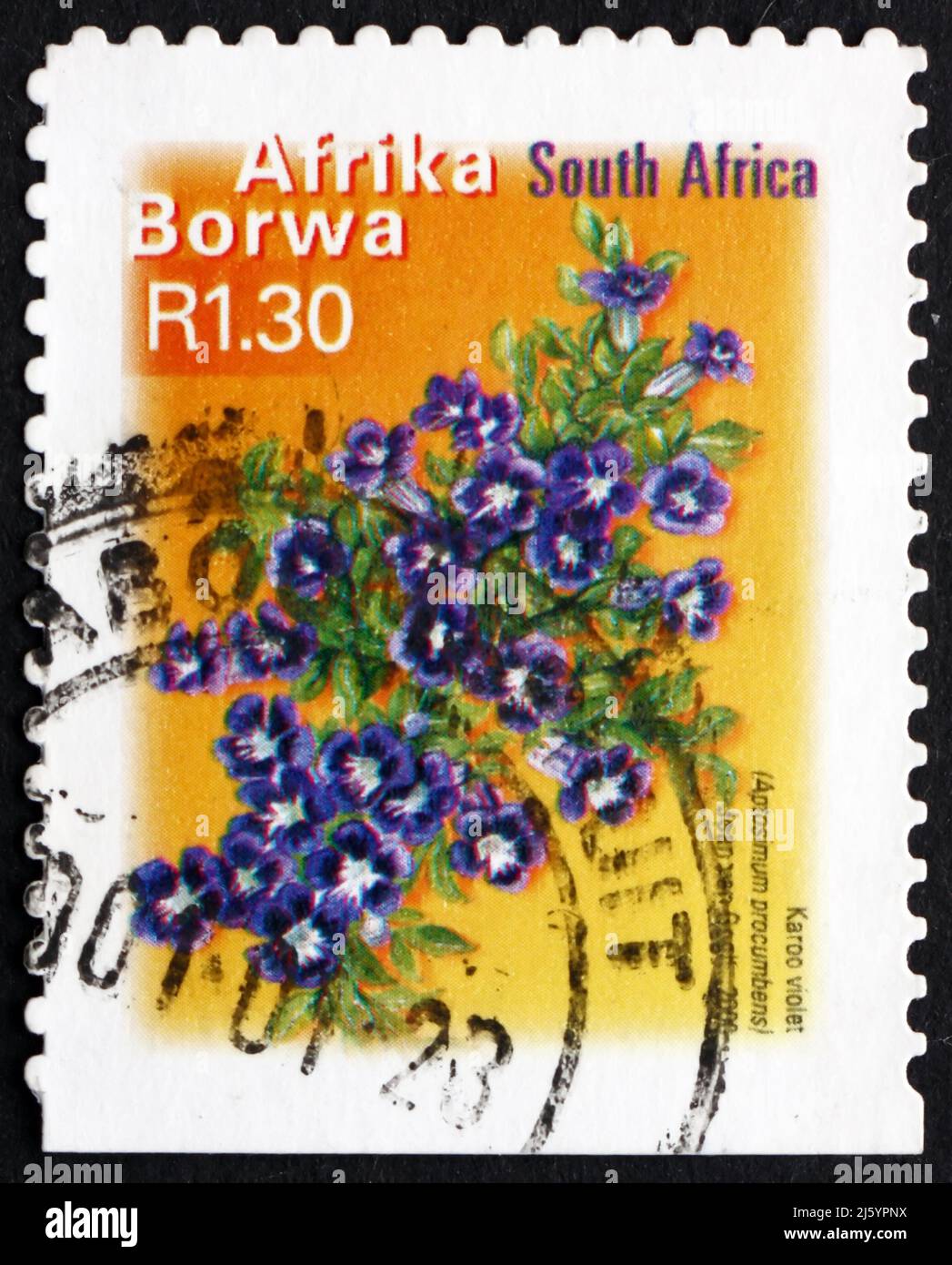 SOUTH AFRICA - CIRCA 2000: a stamp printed in South Africa shows Karoo Violet, Aptosimum Procumbens, Flowering Plant, circa 2000 Stock Photo