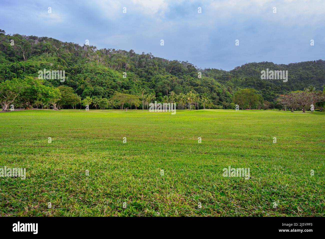 Grassland by a Forest Hiill Background Stock Photo