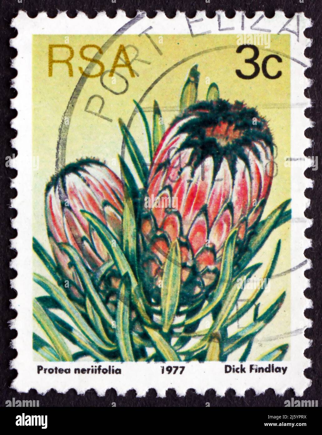 SOUTH AFRICA - CIRCA 1977: a stamp printed in South Africa shows Oleanderleaf Protea, Protea Neriifolia, Flowering Plant, circa 1977 Stock Photo