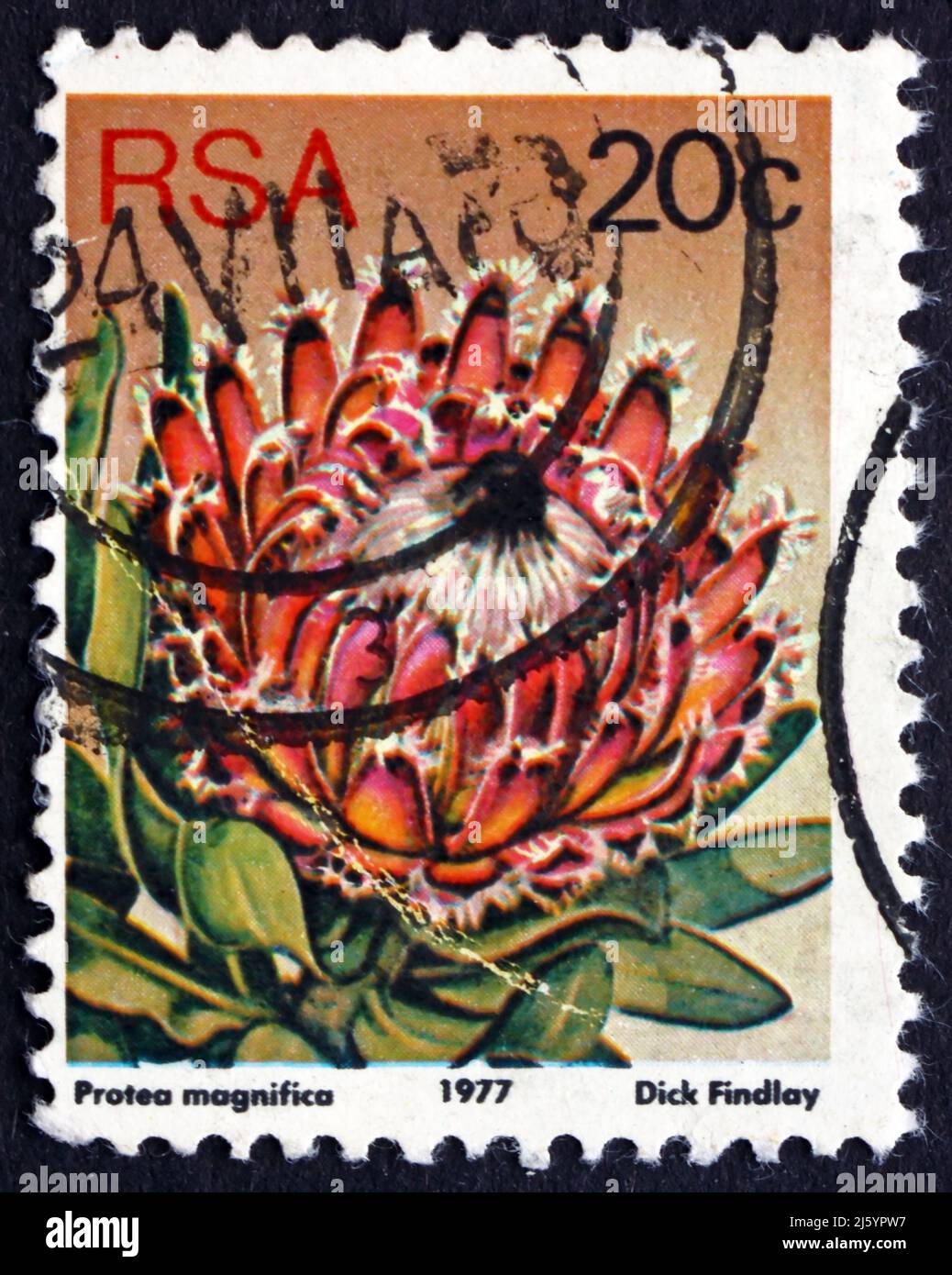 SOUTH AFRICA - CIRCA 1977: a stamp printed in South Africa shows Queen Sugarbush, Protea Magnifica, Flowering Shrub, circa 1977 Stock Photo