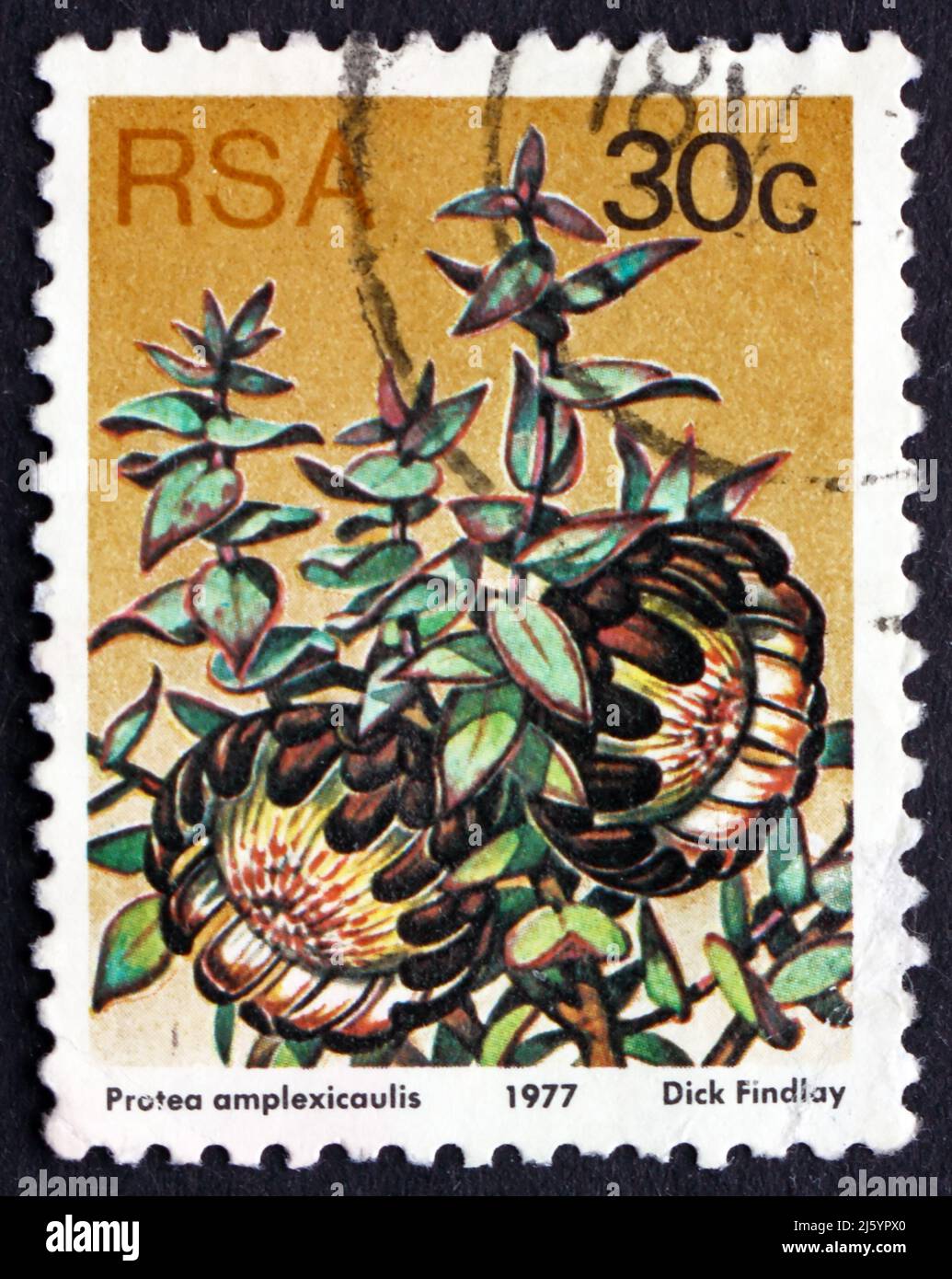 SOUTH AFRICA - CIRCA 1977: a stamp printed in South Africa shows Clasping-leaf Sugarbush, Protea Amplexicaulis, Flowering Shrub, circa 1977 Stock Photo