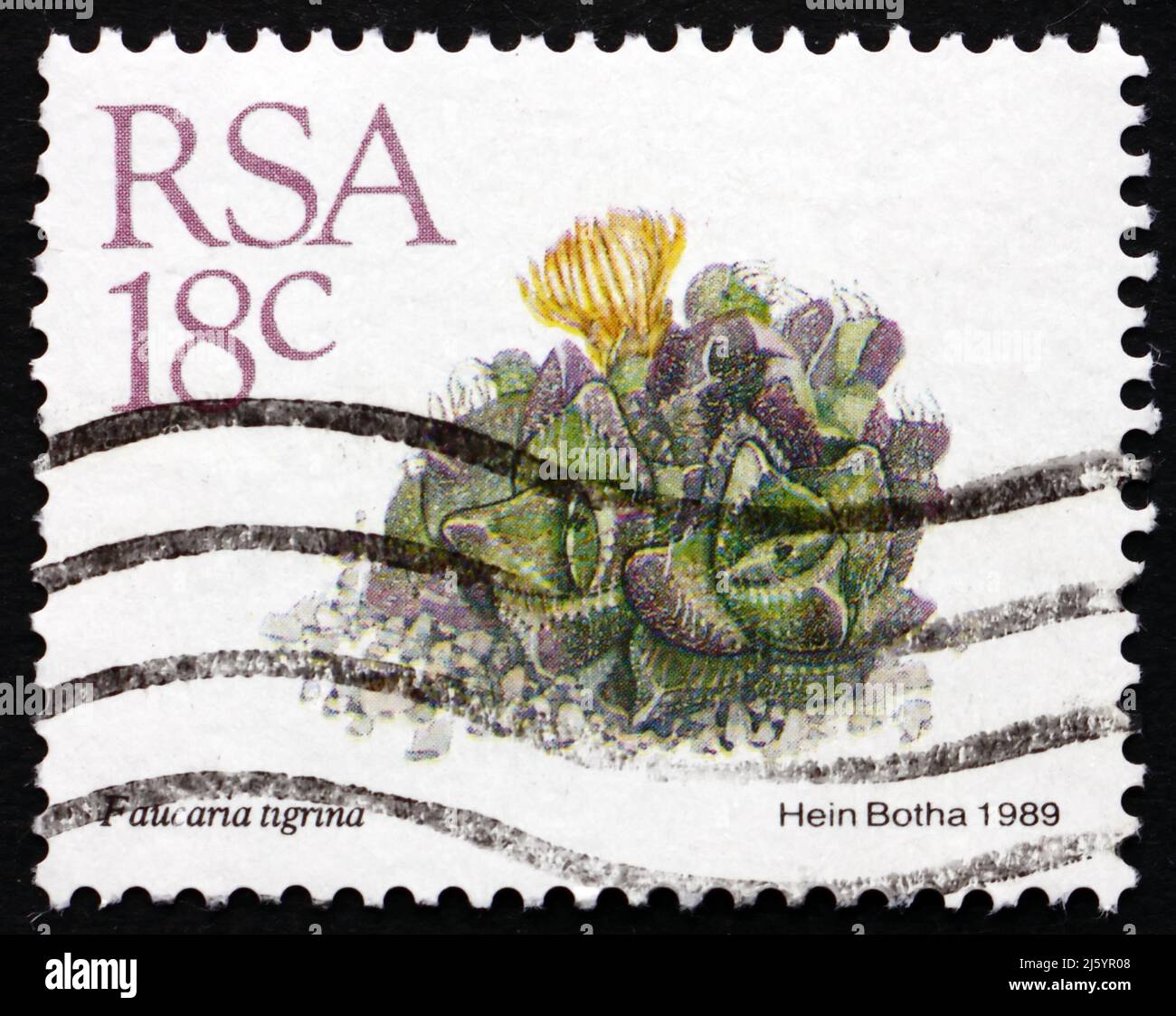 SOUTH AFRICA - CIRCA 1989: a stamp printed in South Africa shows Faucaria Tigrina, Succulent Plant, circa 1989 Stock Photo