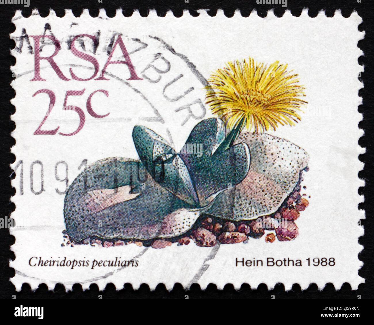 SOUTH AFRICA - CIRCA 1988: a stamp printed in South Africa shows Cheiridopsis Peculiaris, Succulent Plant, circa 1988 Stock Photo