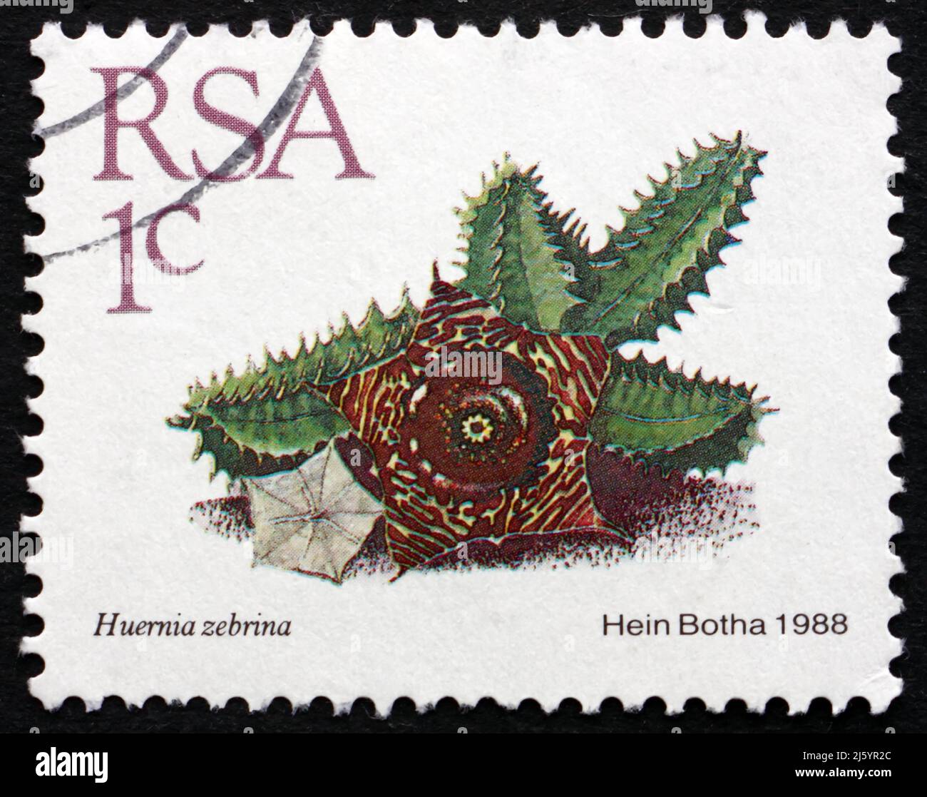 SOUTH AFRICA - CIRCA 1988: a stamp printed in South Africa shows Huernia Zebrina, Succulent Plant, circa 1988 Stock Photo