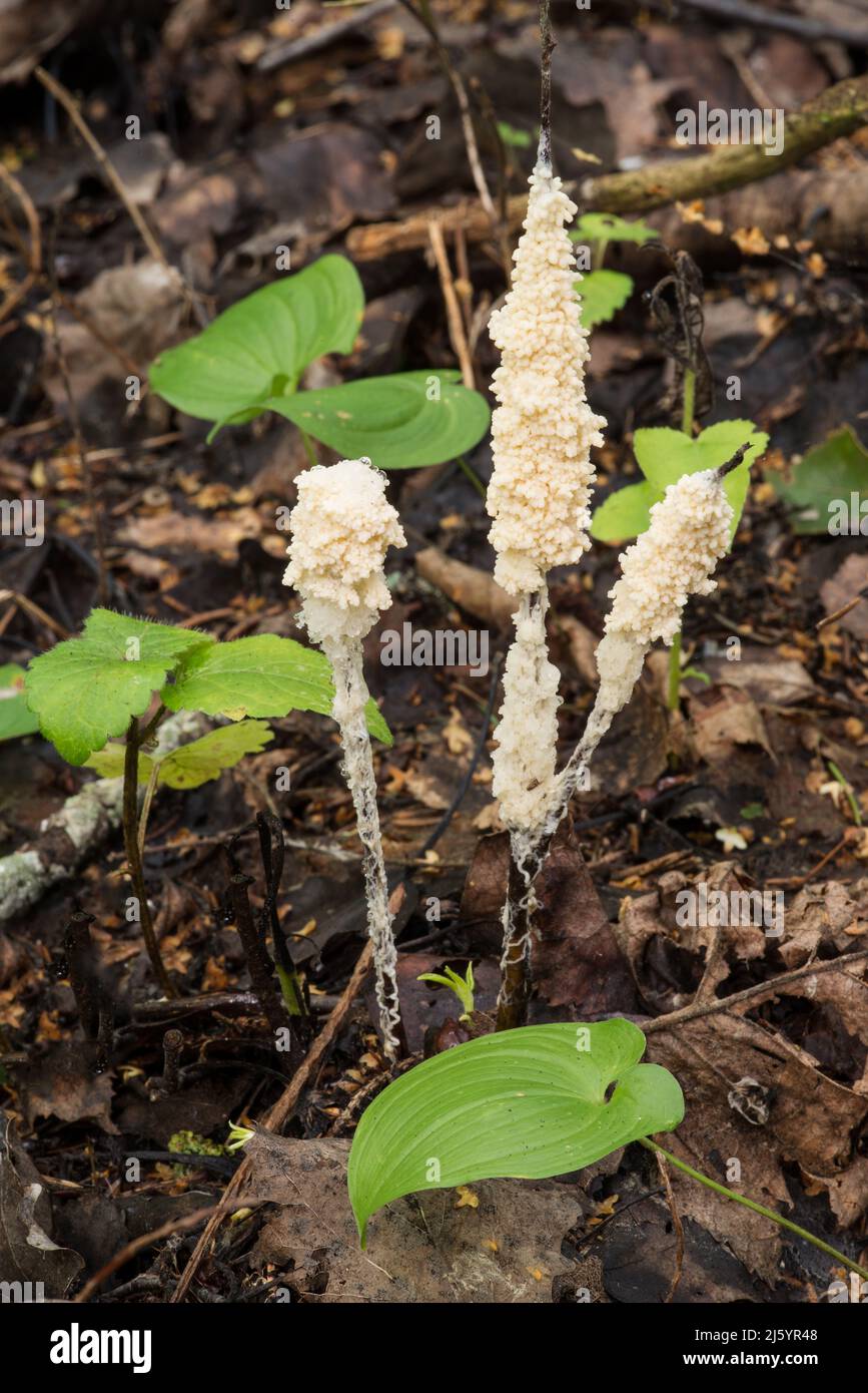 Wildlife of Europe - Protista organism slime mold growing in the Belarusian forest Stock Photo