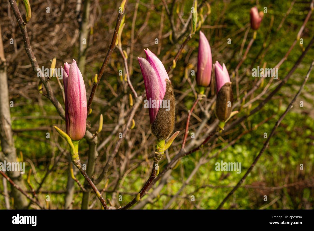 Beautiful magnolia tree blossoms in springtime. Jentle pink magnolia flower . Romantic floral background Stock Photo
