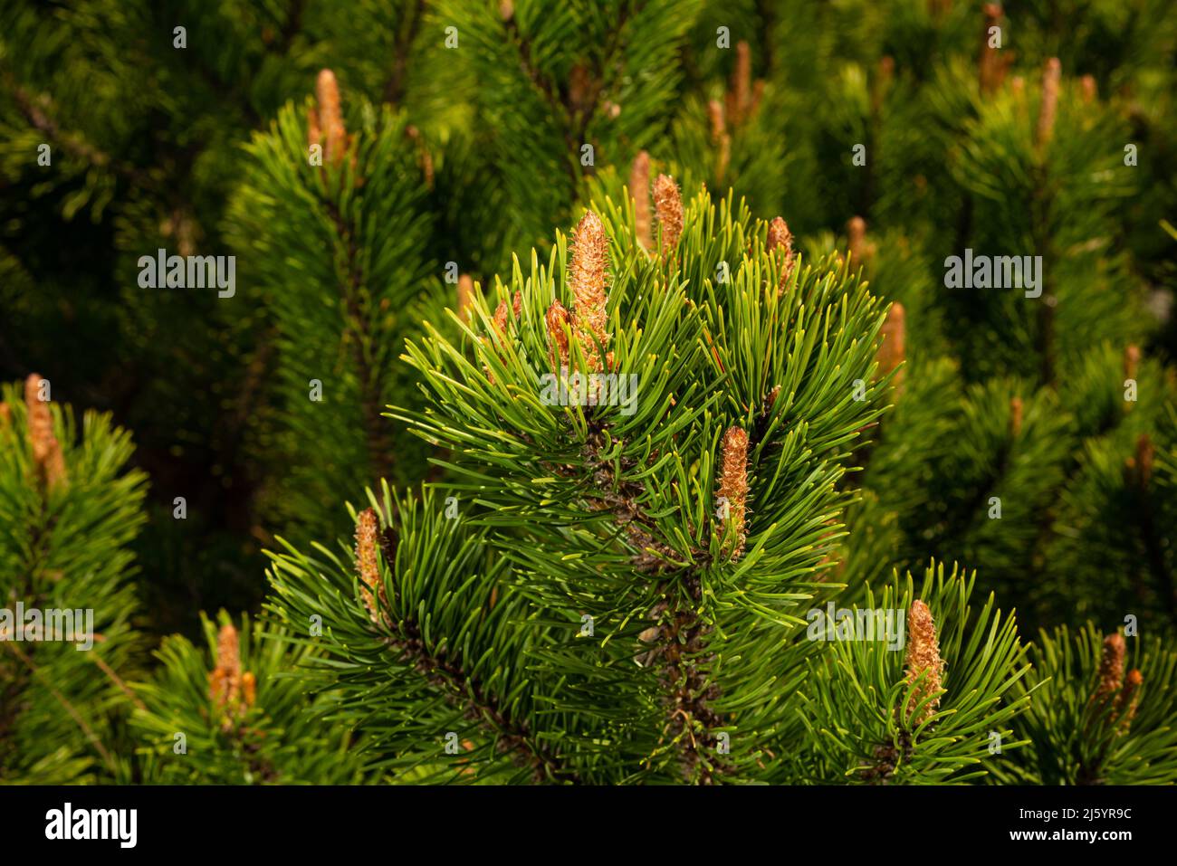 Young shoots of pine in sunny weather in the botanical garden. Stock Photo
